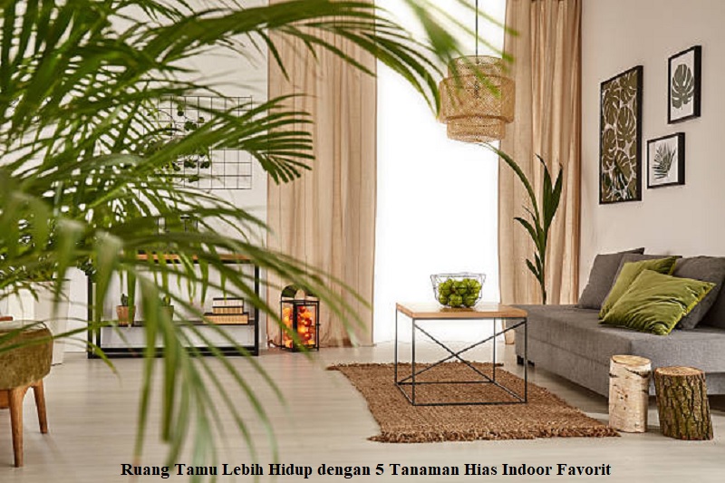 Ruang Tamu Lebih Hidup dengan 5 Tanaman Hias Indoor Favorit